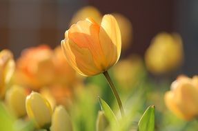 Yellow tulips in nature
