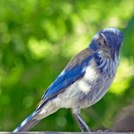 blue bird in nature on a blurred background