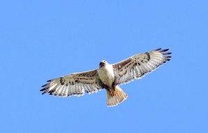 ferruginous hawk flies in the clear sky