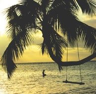 swing on a palm tree on the beach at sunset