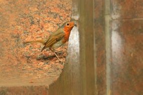 red goblets bird