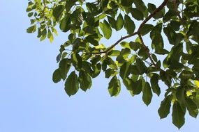 branches with green leaves on the background of the sky