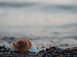 seashell on coast close up