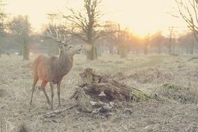 horned grey deer in the wild