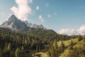 Magnificent moutain forest woods trees peak