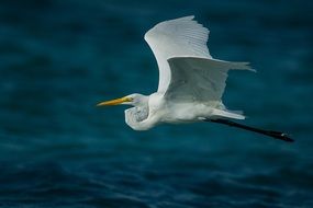 heron flies over the water