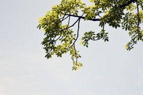 Green tree leaves afternoon nature