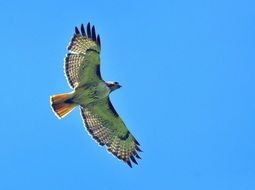 amazing beauty red tailed hawk