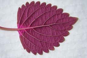 maroon leaf