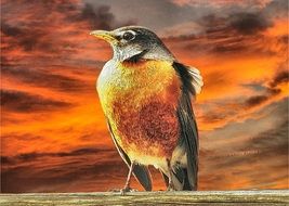 robin on orange sunset background close up