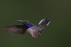 flying hummingbird on a dark green background