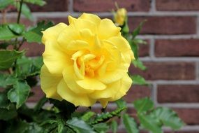 amazing beauty yellow rose and brick wall