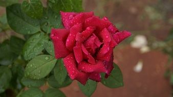 rose flowers in water droplets