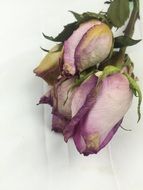 closed purple rose buds