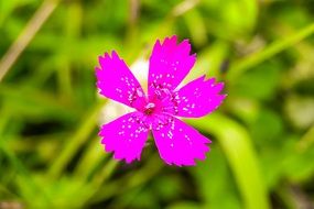 pink wild flower on blurred background