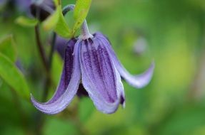 Blue flower in the form of a bell