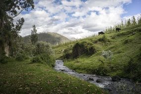 Wild stream in forest, sky view