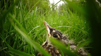 small bird looking