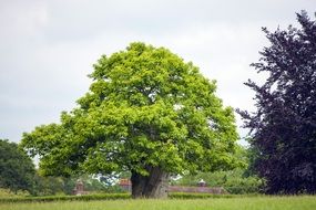 Tree on the green field