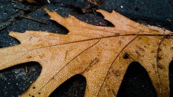 The brown tree leaf with dew drops close-up
