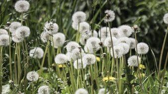 breathtaking dandelion flowers