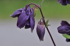 dark purple flowers like bells