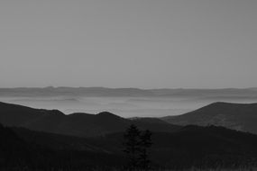 black and white photo of the forest on a peaks of the alpine mountains