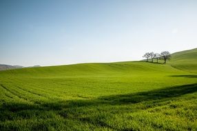 amazing beauty green field
