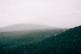 Fog over the forest