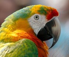 colorful macaw parrot head