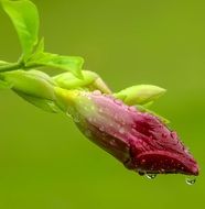 amazingly beautiful pink bud