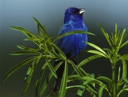 indigo bunting bird close-up on blurred background