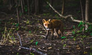 fox wildlife