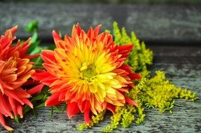 amazingly beautiful dahlias