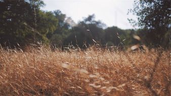 amazing beauty dry grass