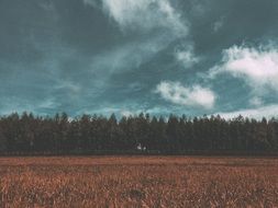 grain farmland on a background of trees