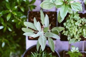 green large leaves