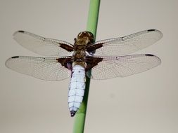 closeup of dragonfly