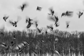 black and white photo flock of birds