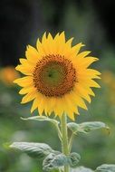 sunflower blossom, blurred background