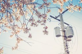 electrical powerline and blooming tree