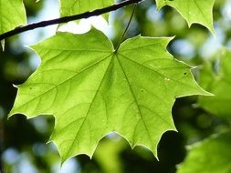 green maple leaf closeup