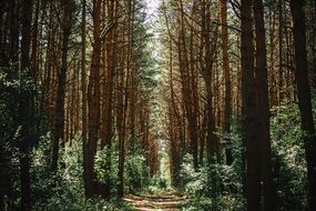 path through the forest