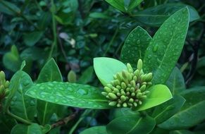 plant with green flower buds