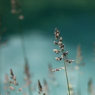 plant with a small bloom