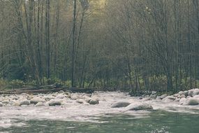 river near the trees