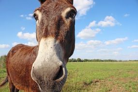 funny horse head portrait
