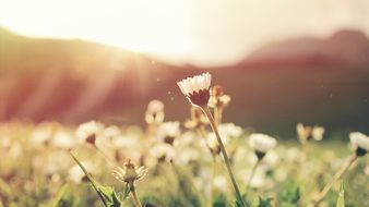 flowers on the field in the sun