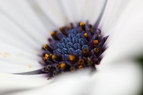 closeup of marguerite flower