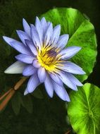 pale blue lotus with bright green leaves